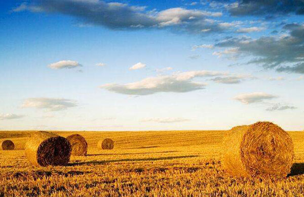 生物質(zhì)能利用途徑有哪些？目前存在什么問題？