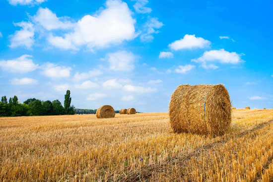 生物質(zhì)能源是什么能源？